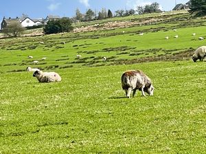Sheep- click for photo gallery